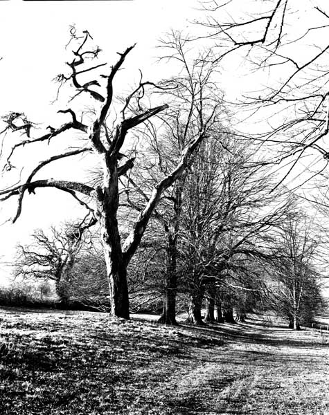 Shobrooke Trees Series #3